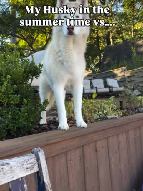 @freezinghusky