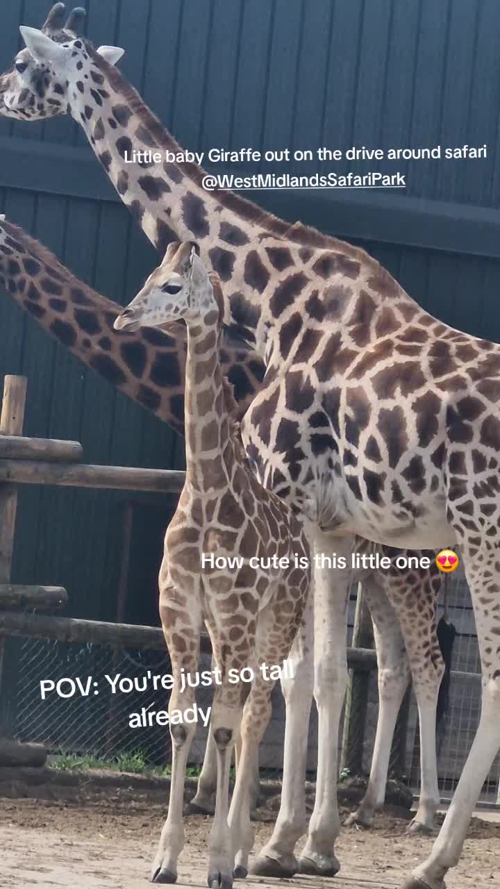 @Amber's Animal Adventures
