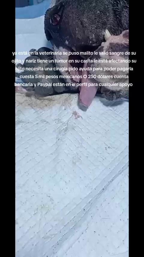 @Rescateyrefugio2