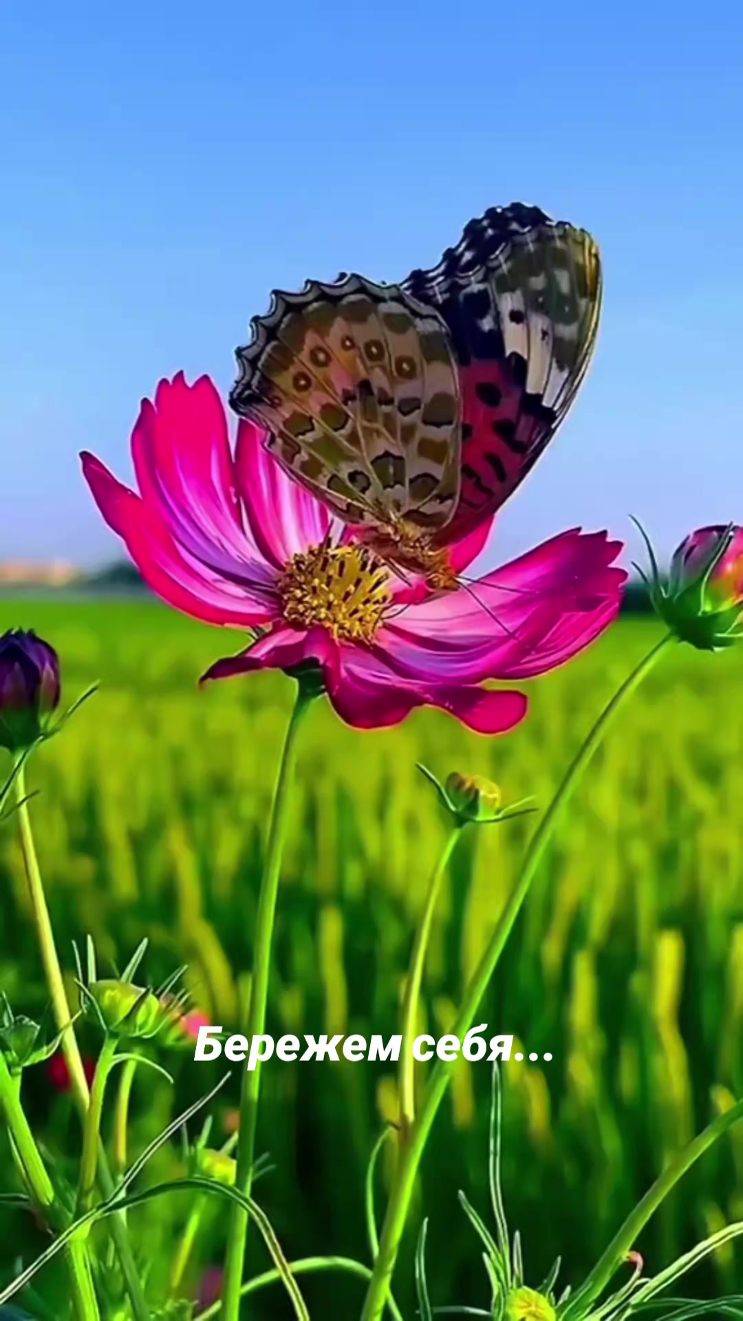 @Мила Телец.