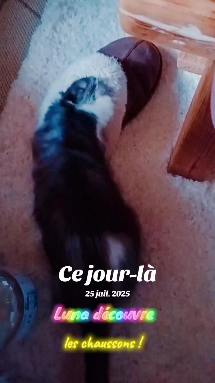 @Transcend'Horse 🐴 Luna'Cat 🐱