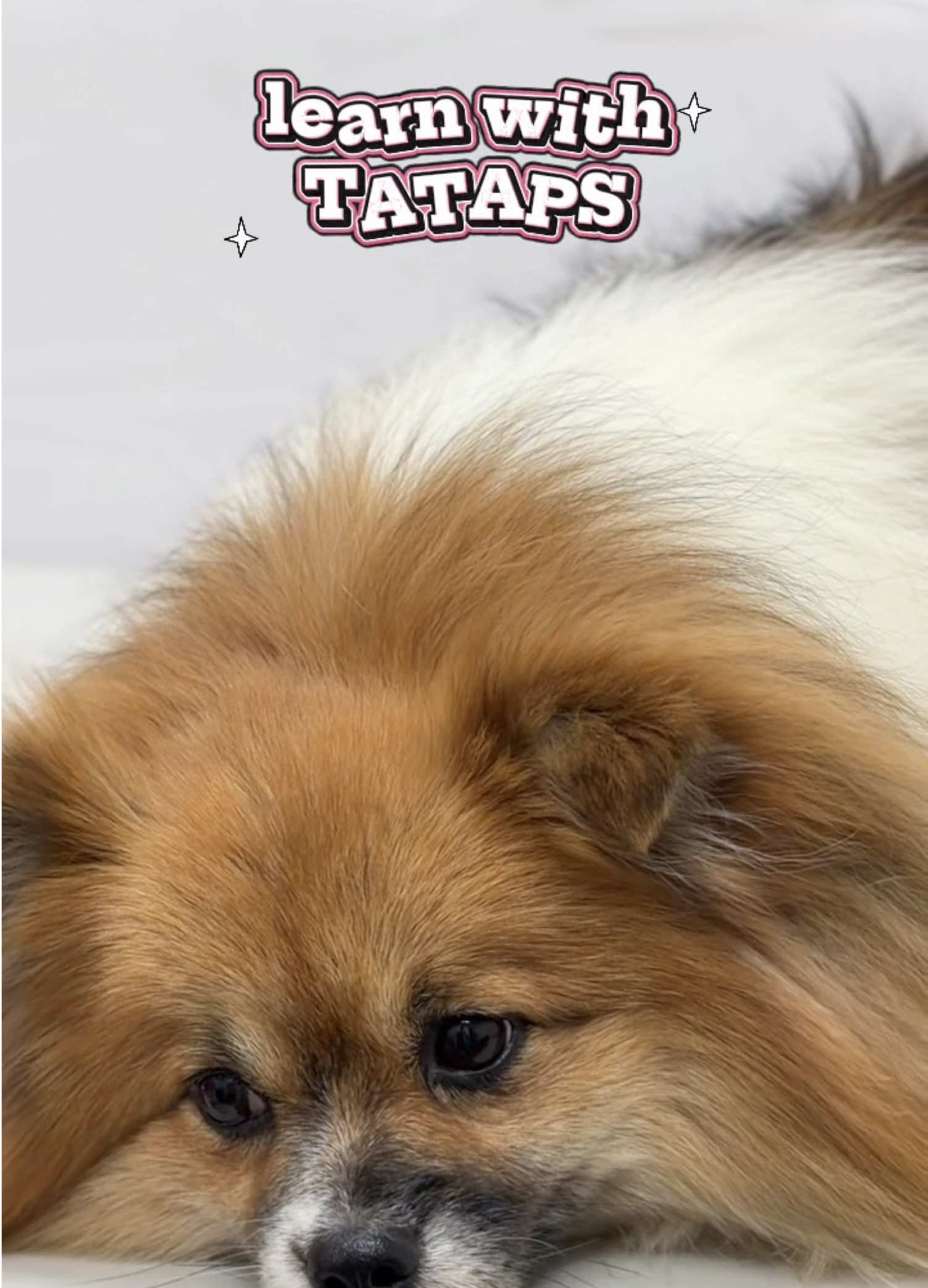 @Furrpals