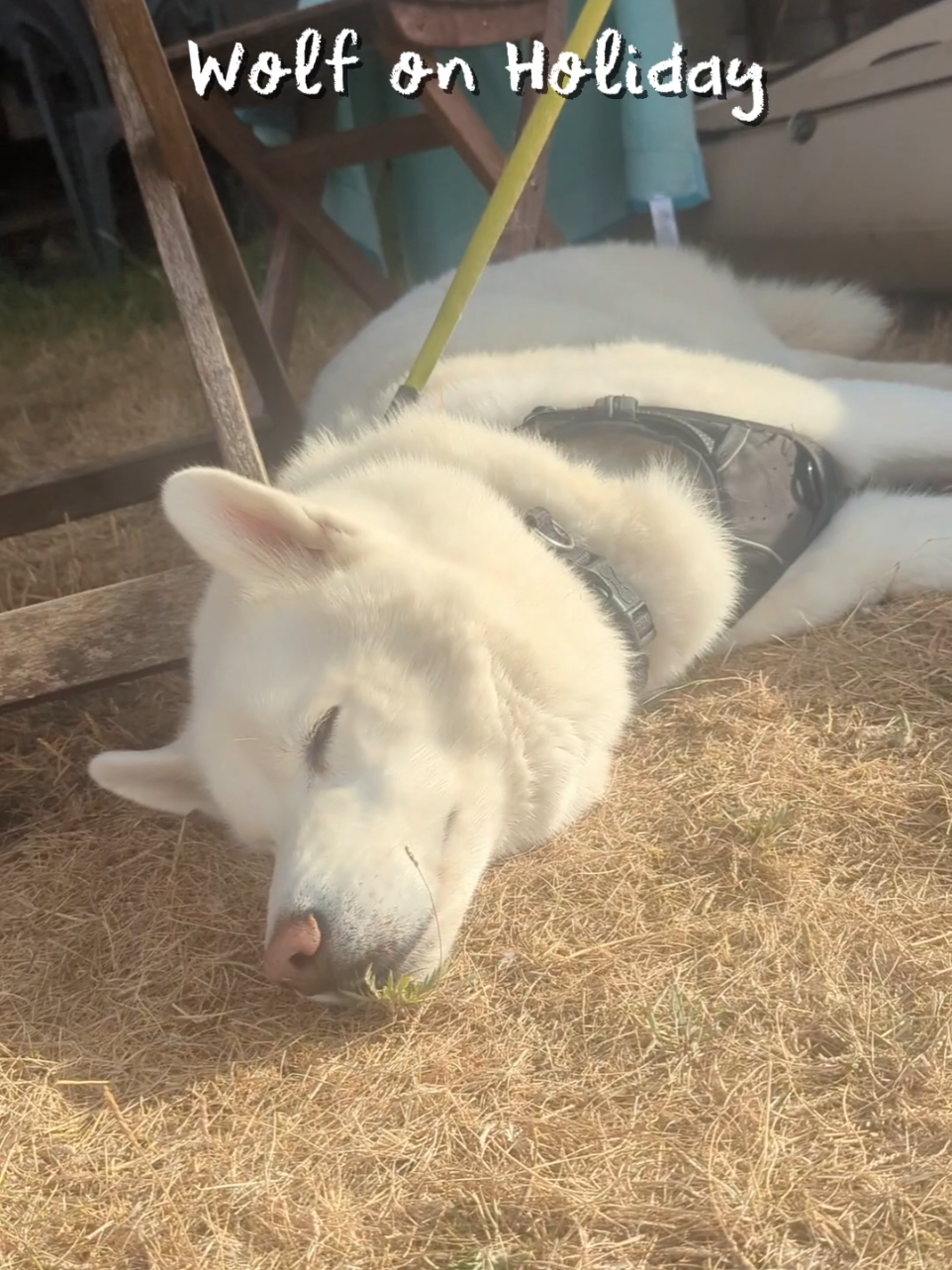 @Hedgewitch & Wolf