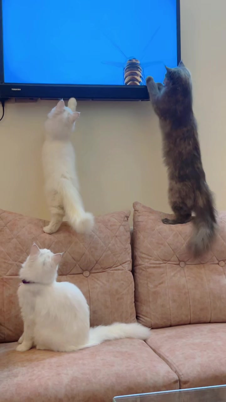 @🐇🐰elma... nohayet 🐈😸