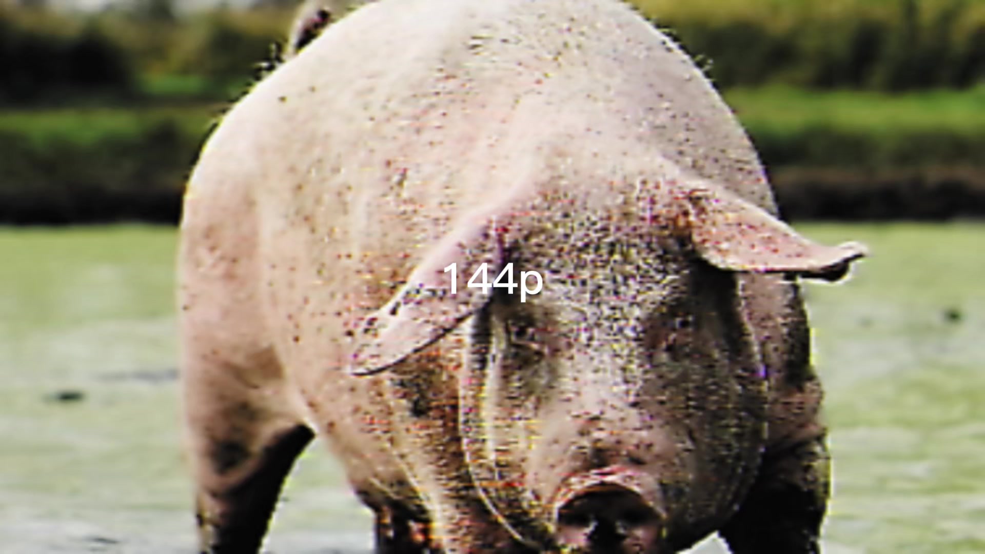 @биг свин🐖