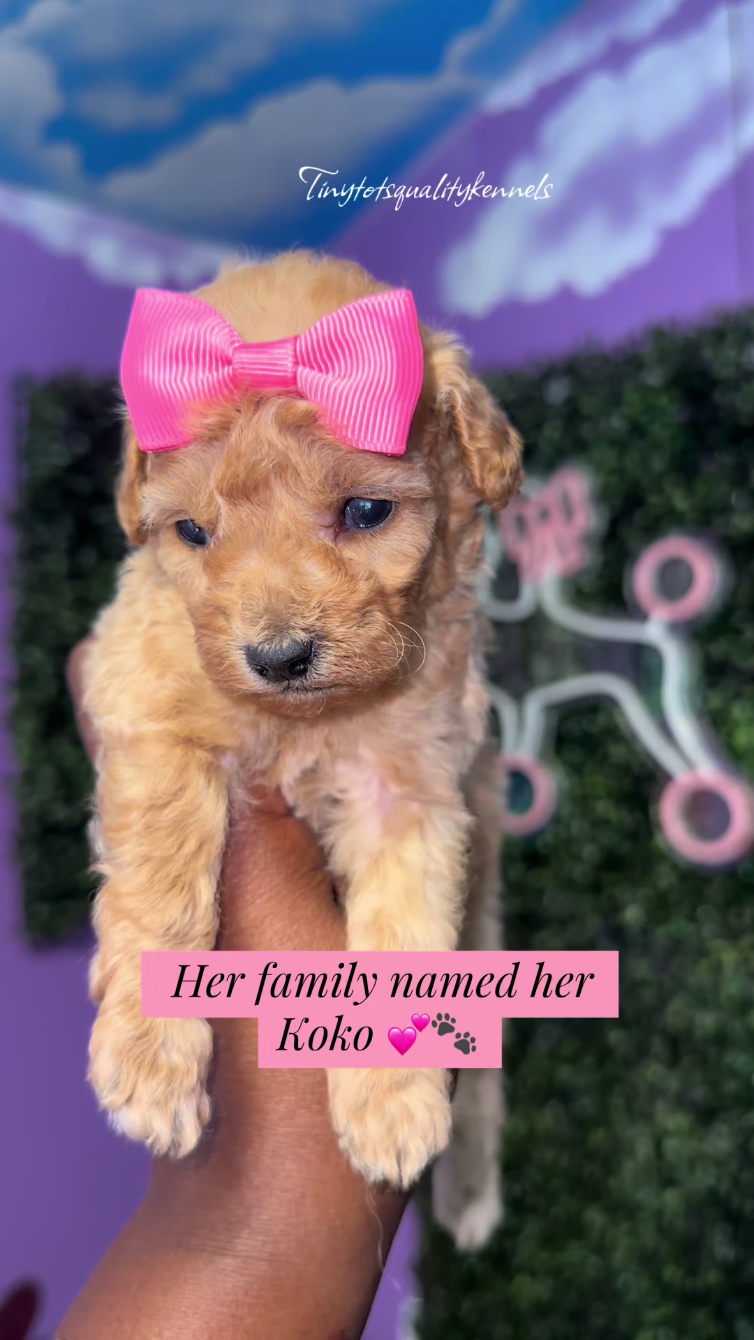 @Dog Lady