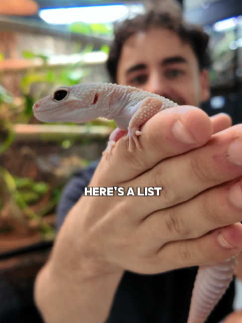 @prorep_reptile