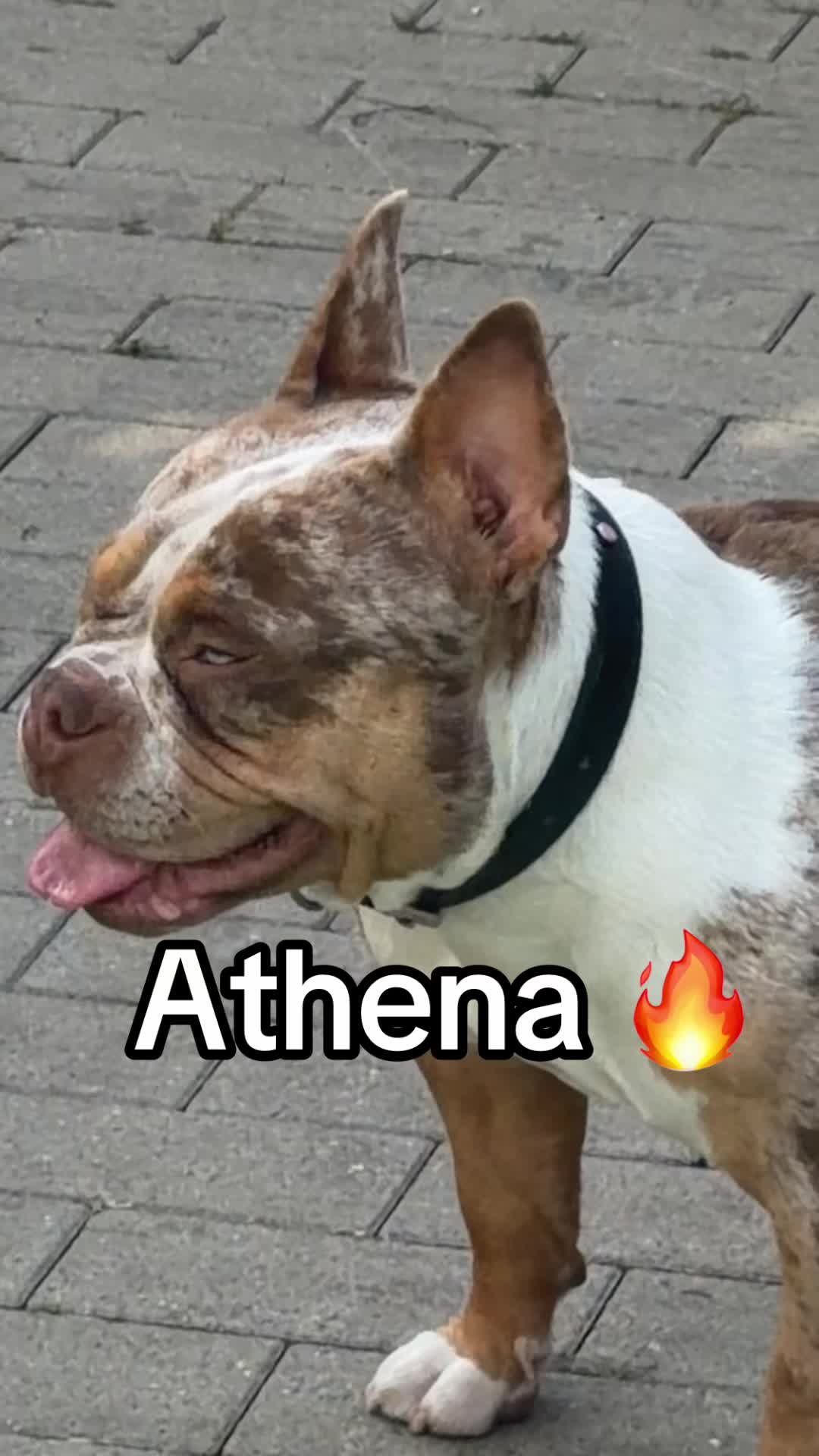 @🔥 Athena en follie 🔥