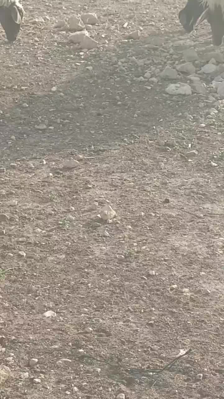@الزعيم