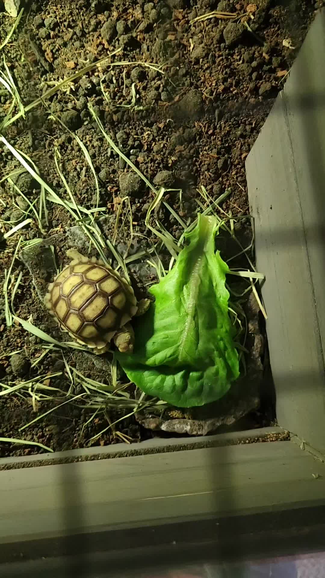 @Ballard’s Reptiles