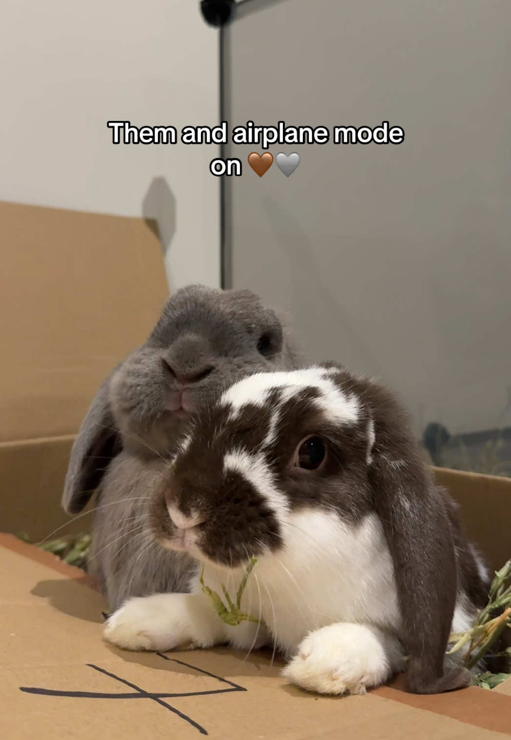 @Buzz the Bunny