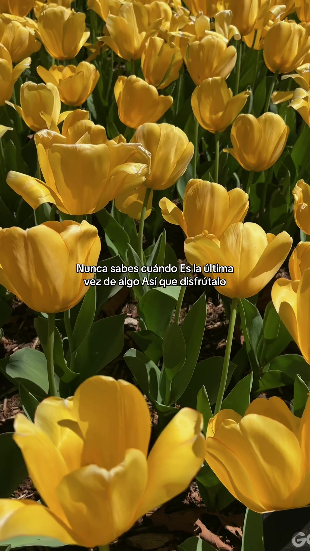 @hadadeletras