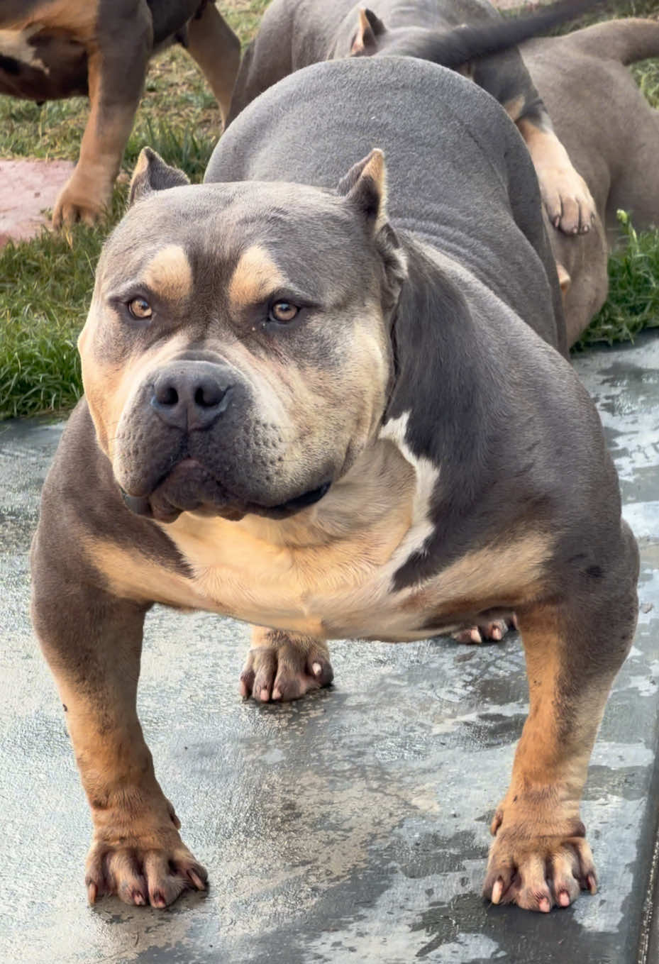 @@Dublinekennels