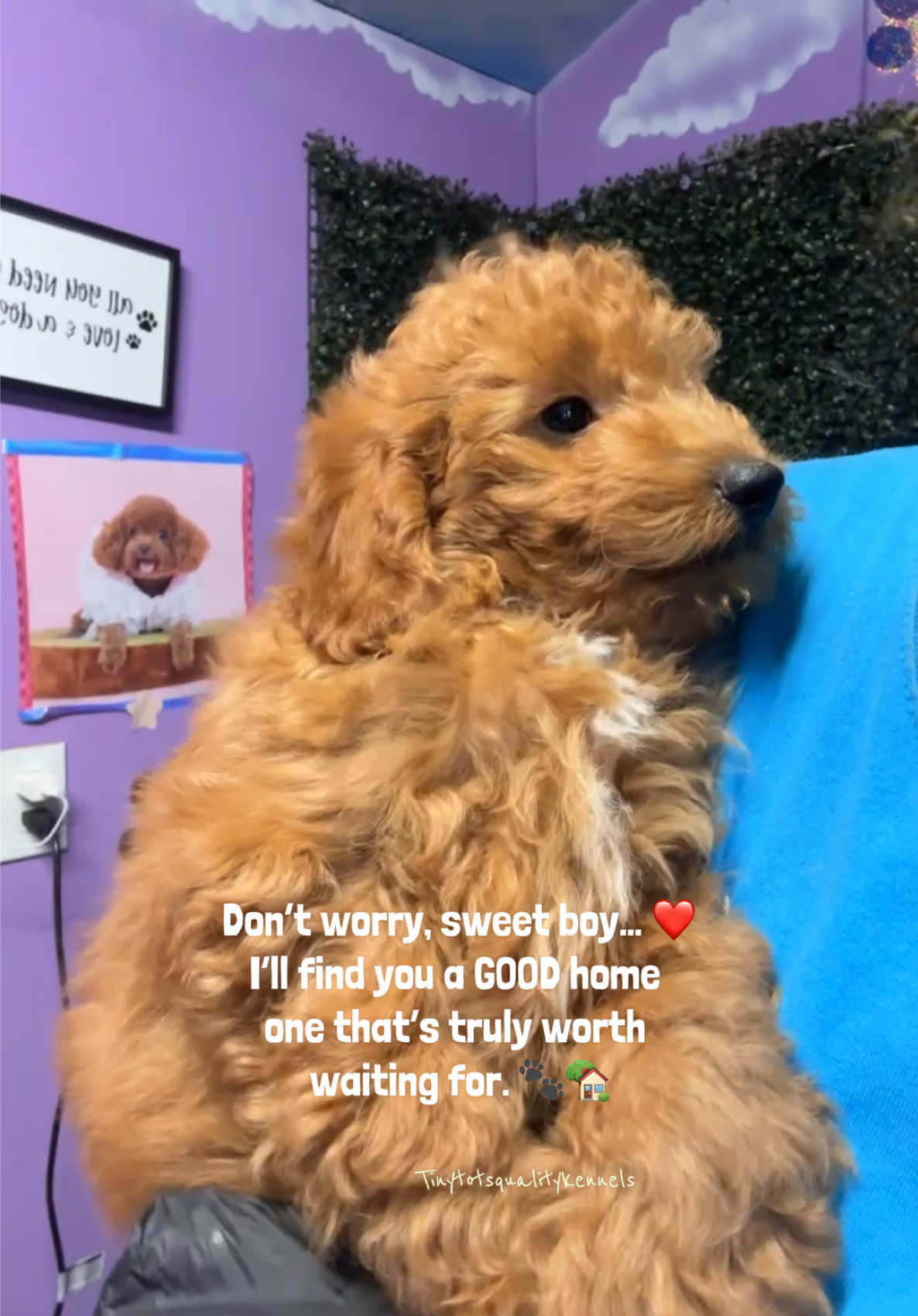 @Dog Lady