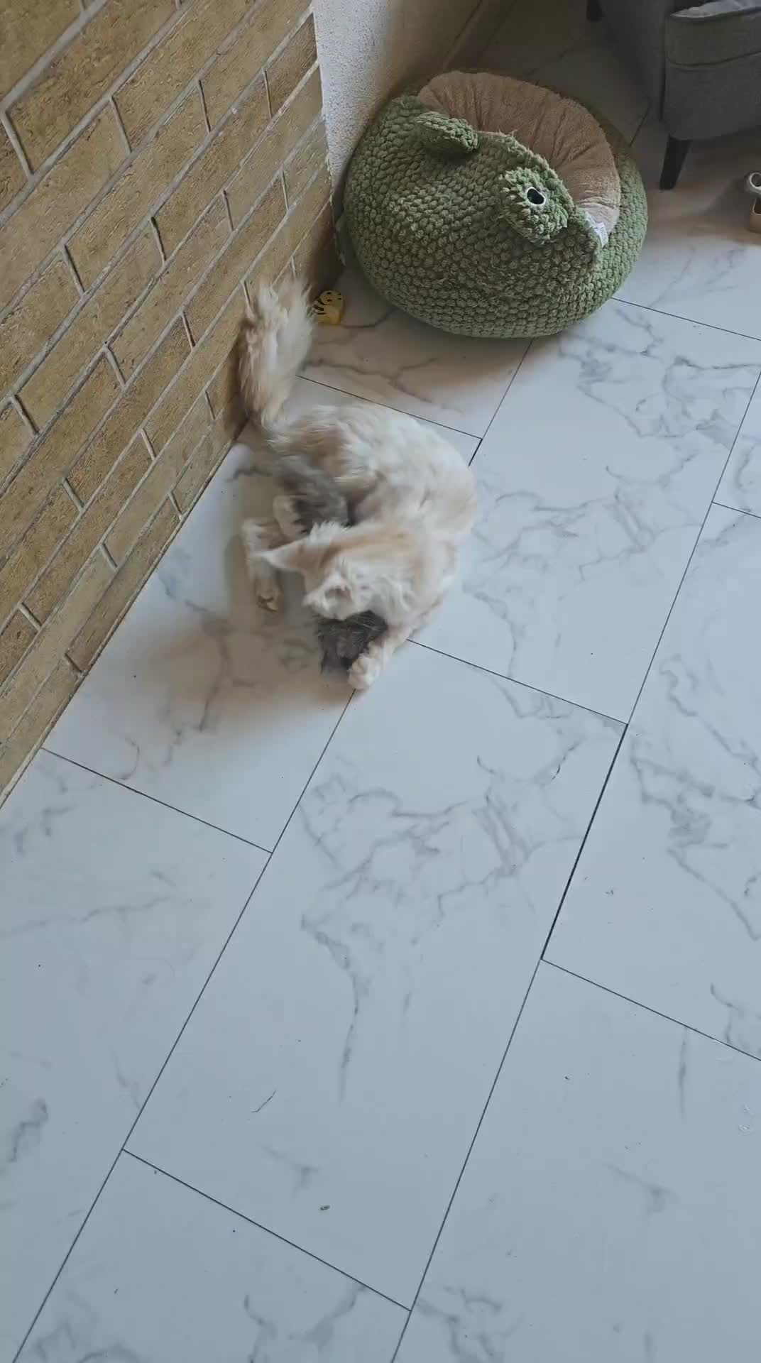 @Gentle Nature's Maine Coon
