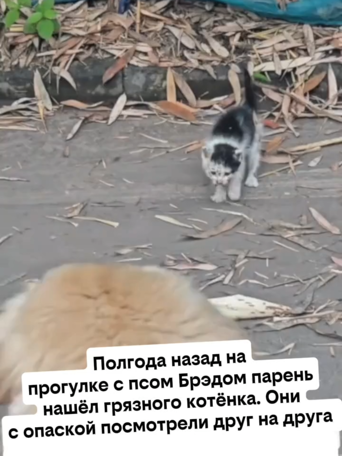 @RescueAnimals Nir