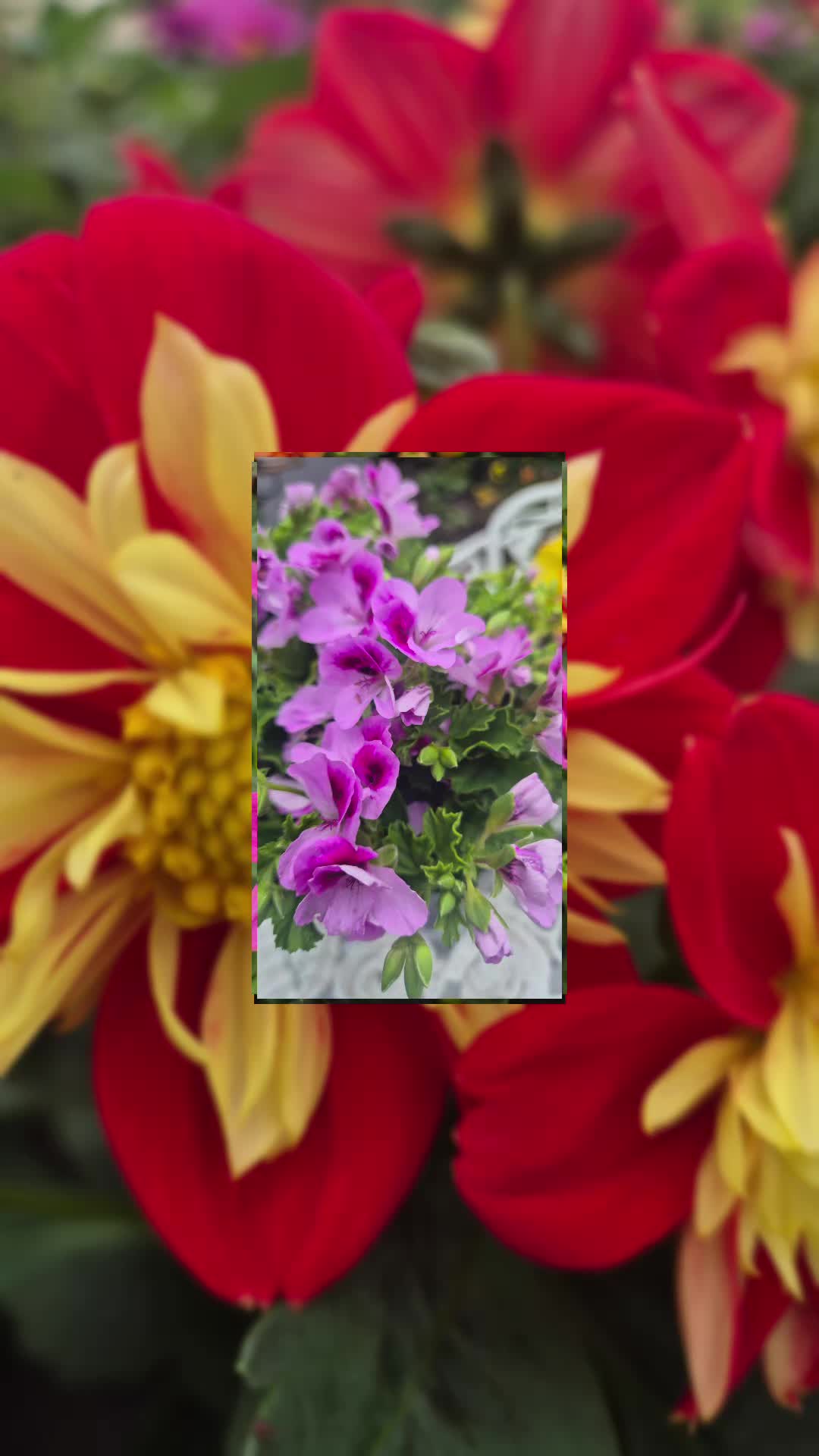 @🌺🪻aasia🌺🪻