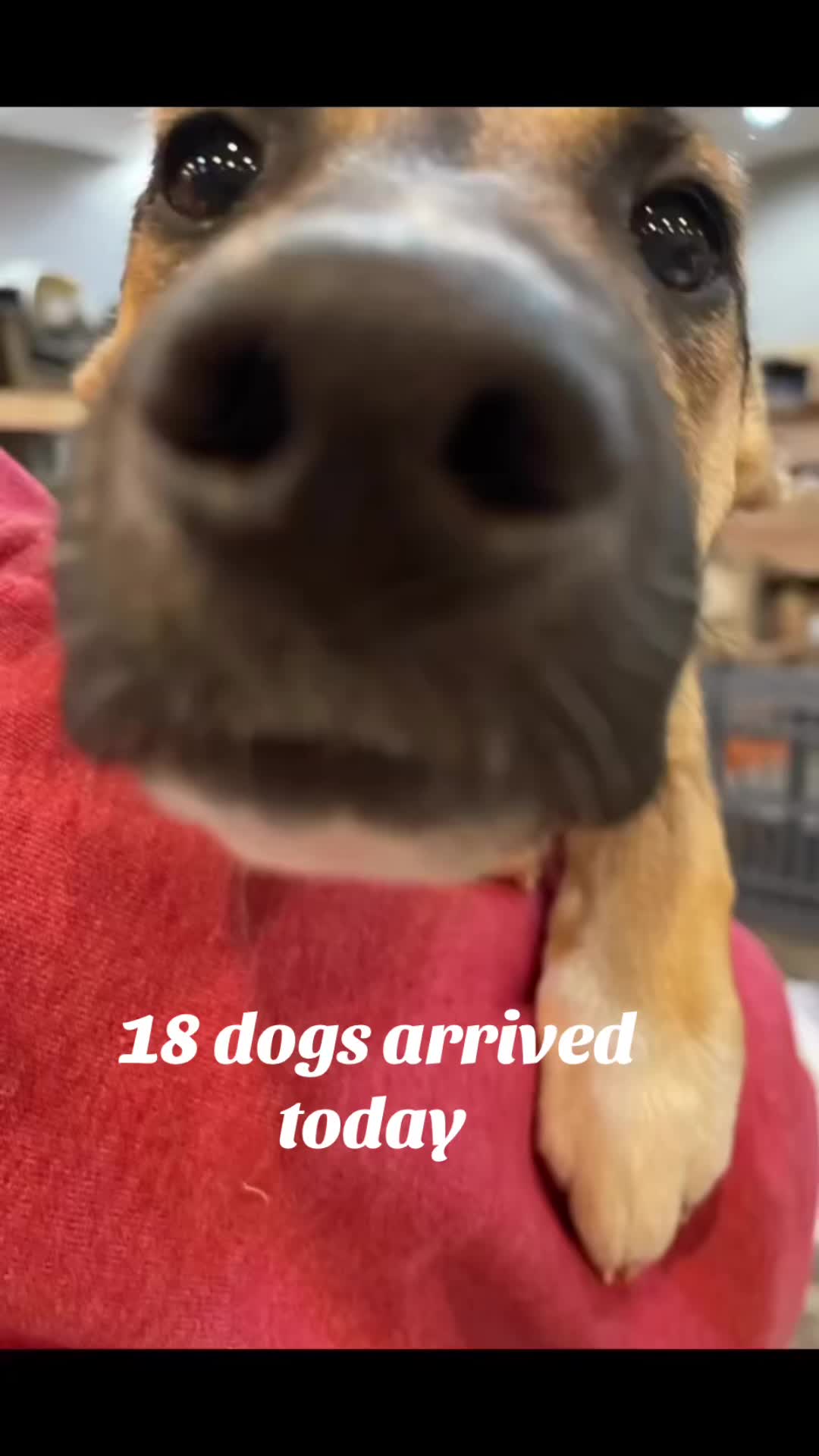 @716 PAWS