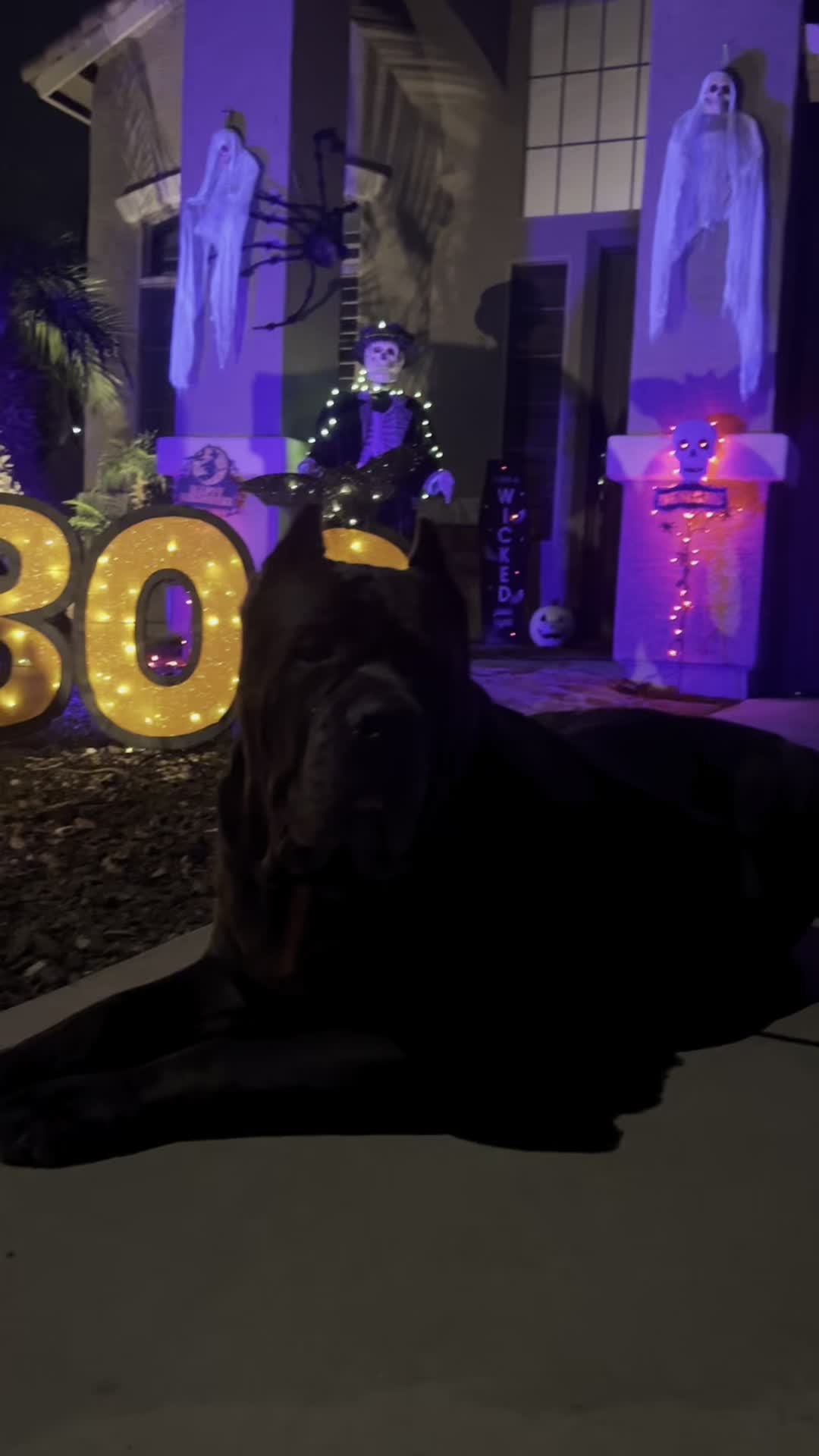 @Phoenician Cane Corso Stormi