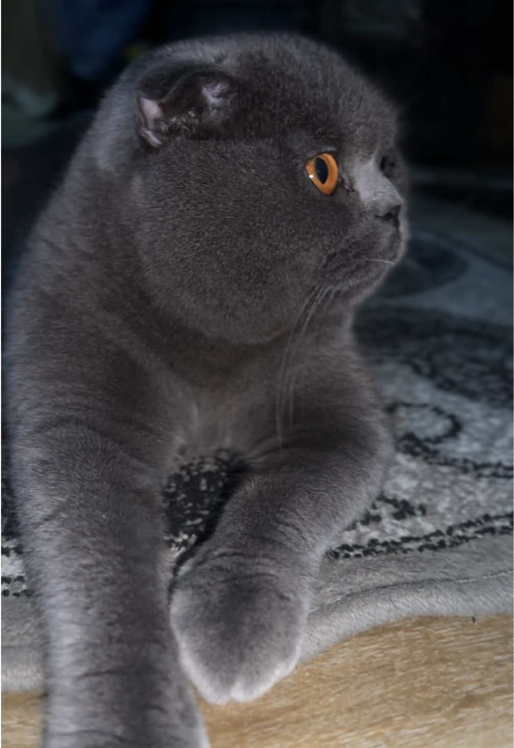 @BOBI🐈⬛
