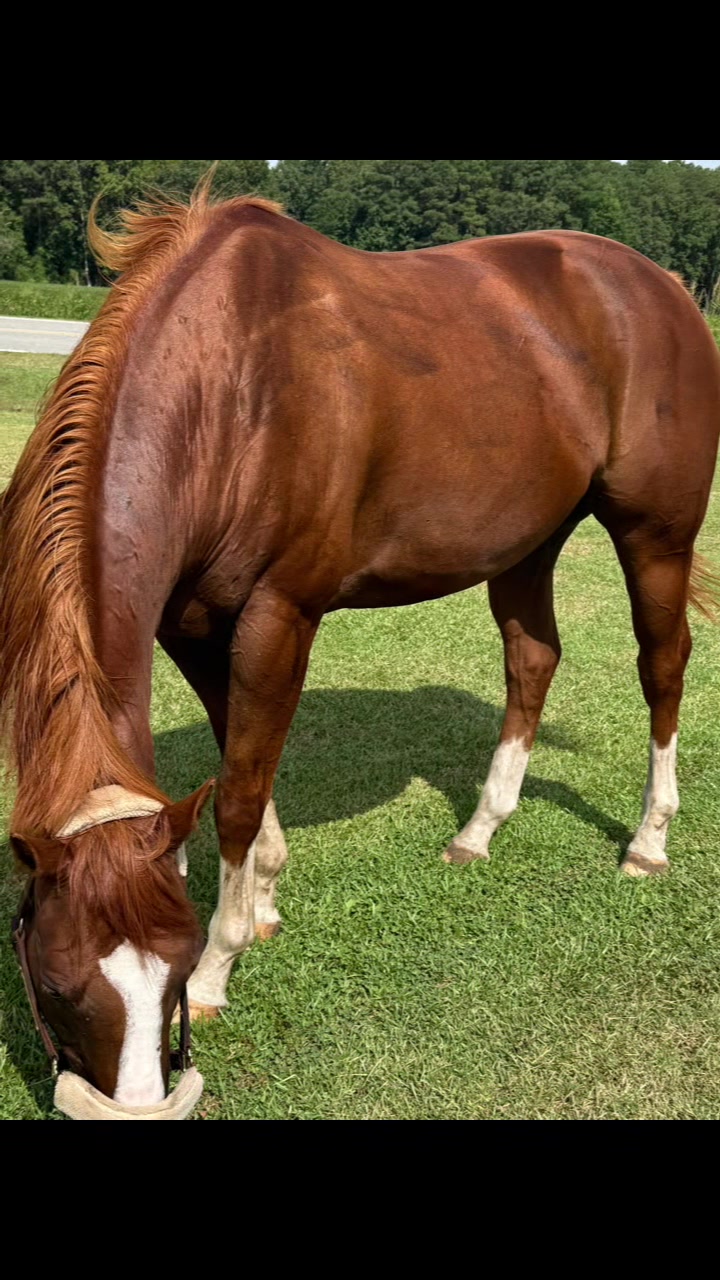 @Horselife