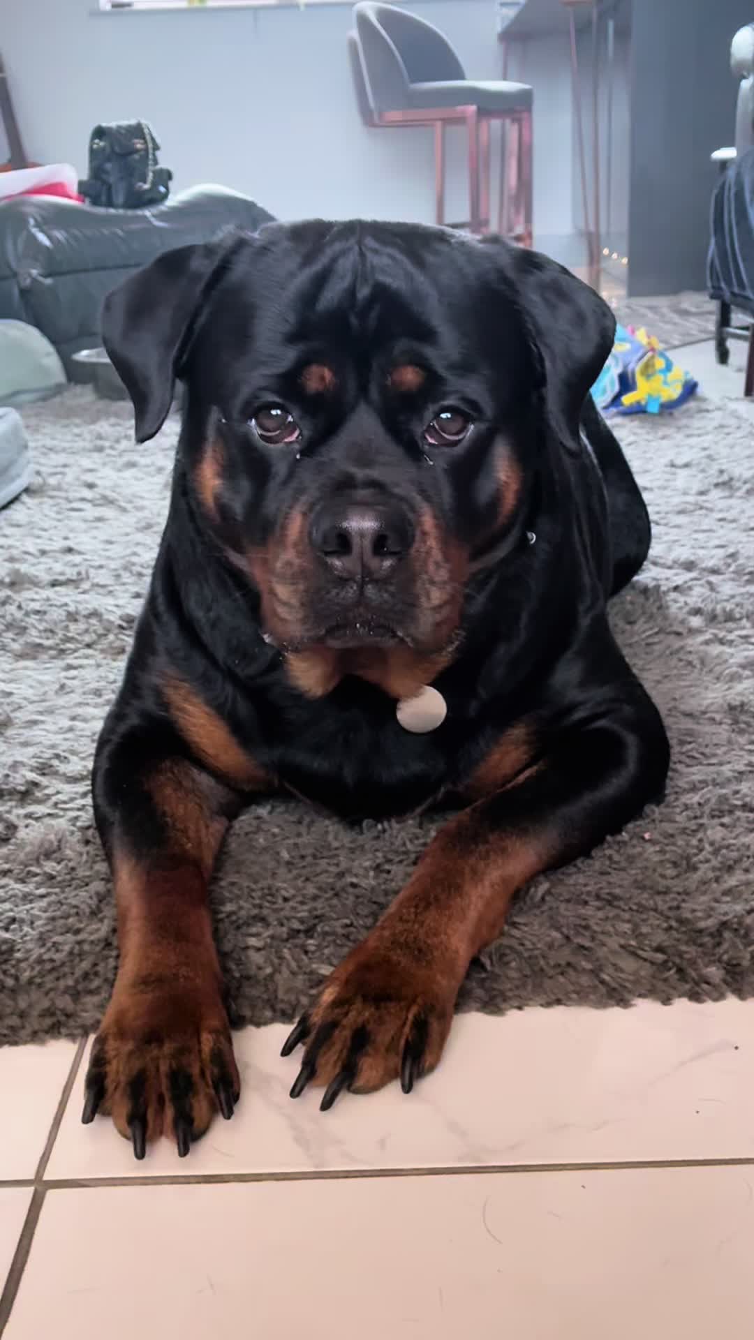 @❤️Rottiexena❤️Rottweiler Dog