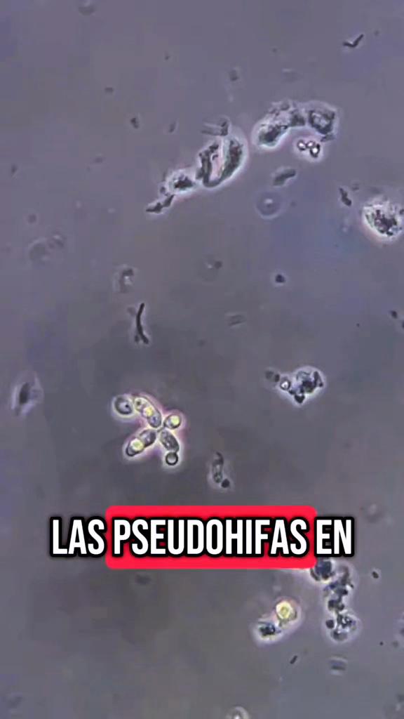 @ALab 🔬💉🩸