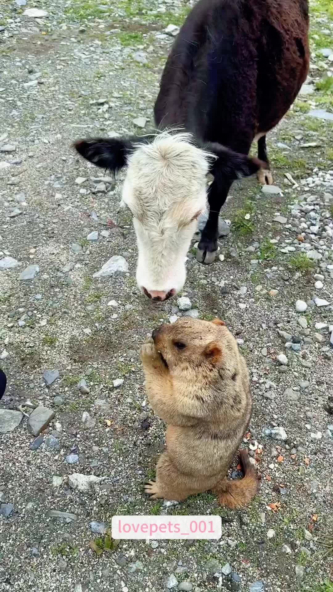 @lovepets_001