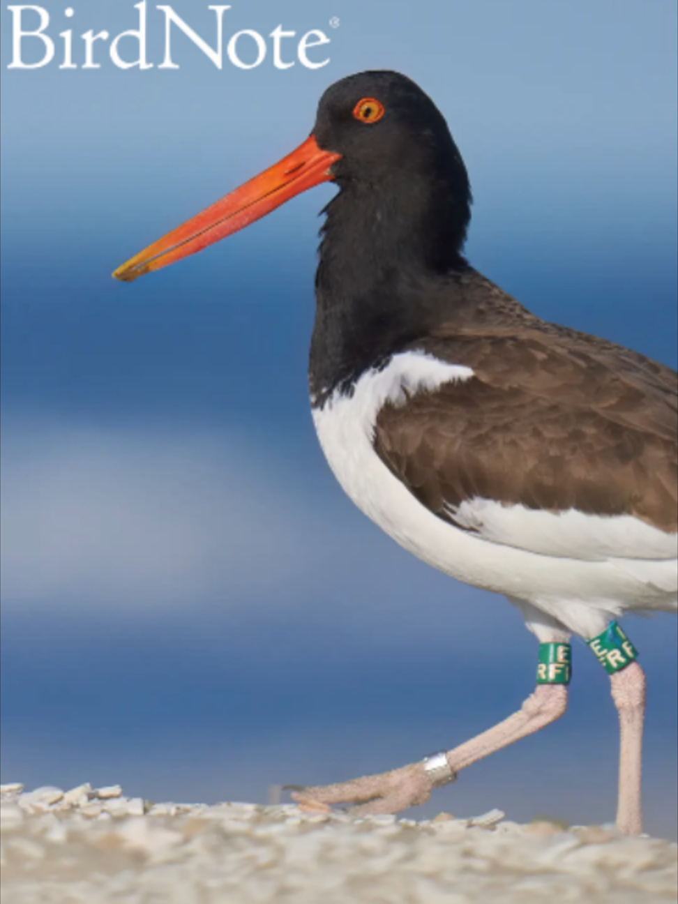 @BirdNote