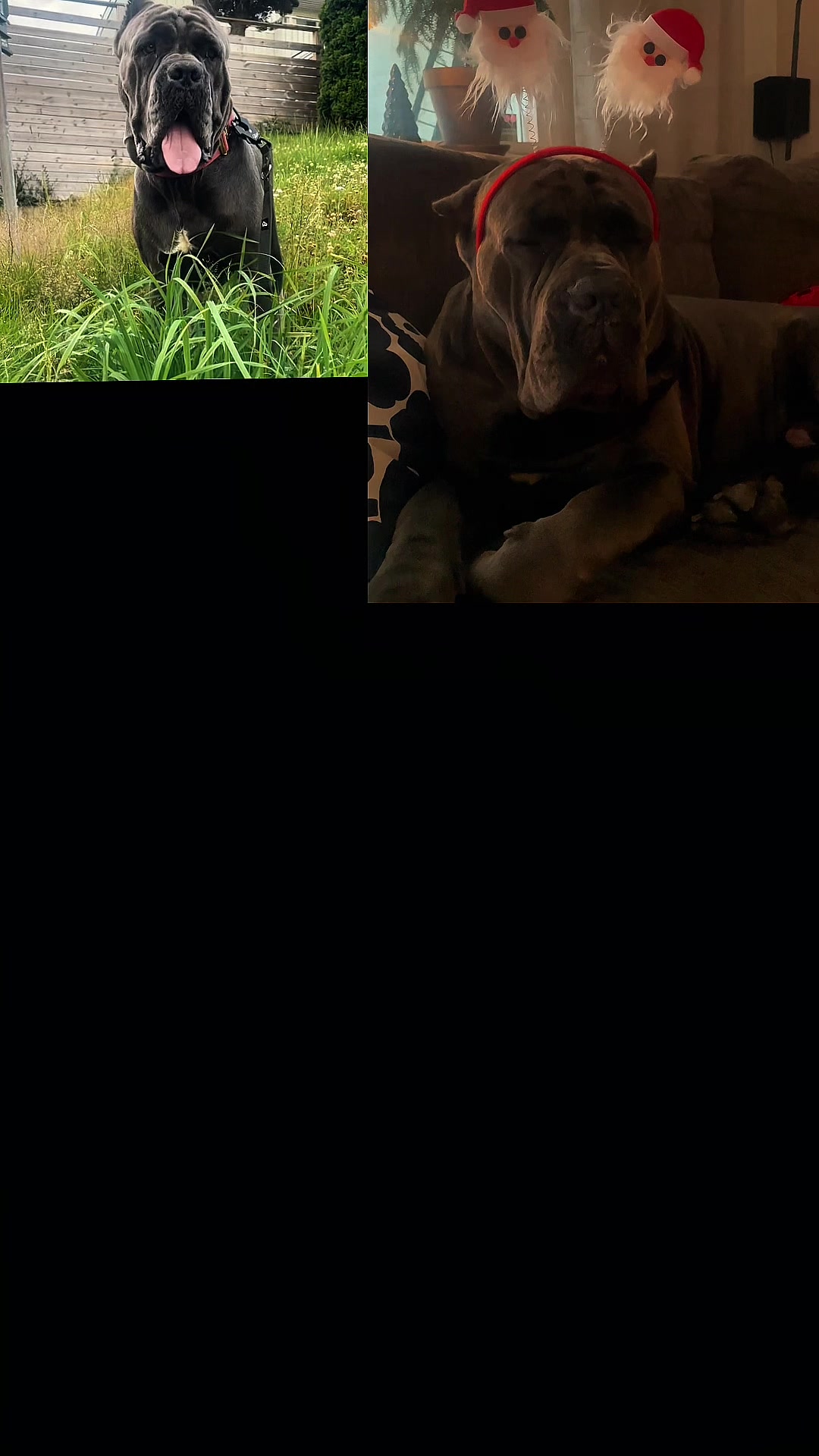 @CaneCorsoAres