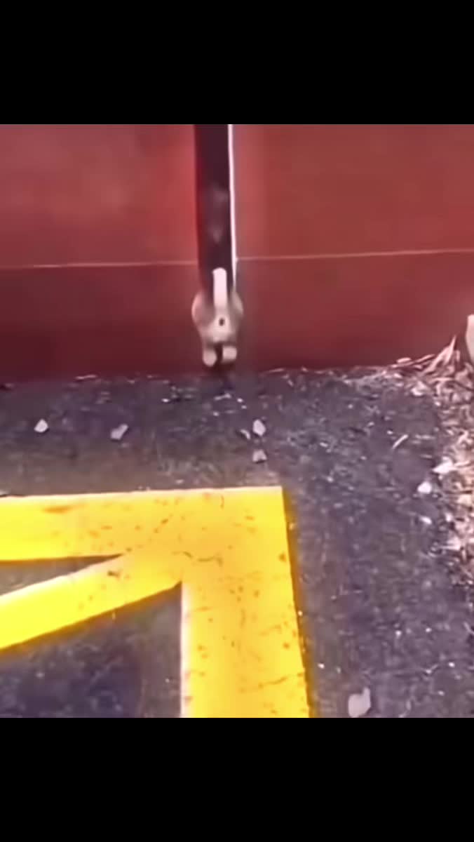 @trenzyclips998