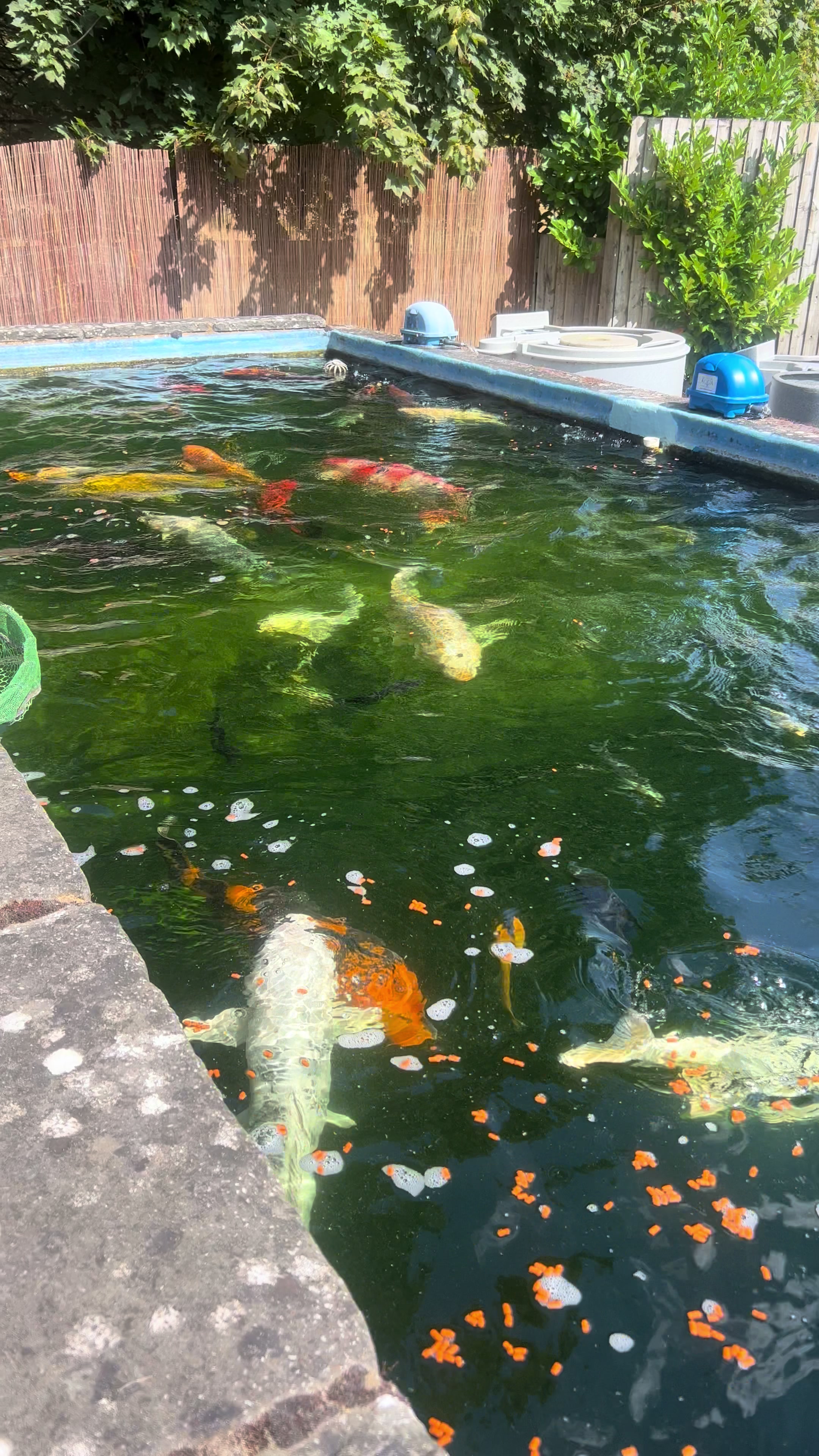 @Kev’s Koi