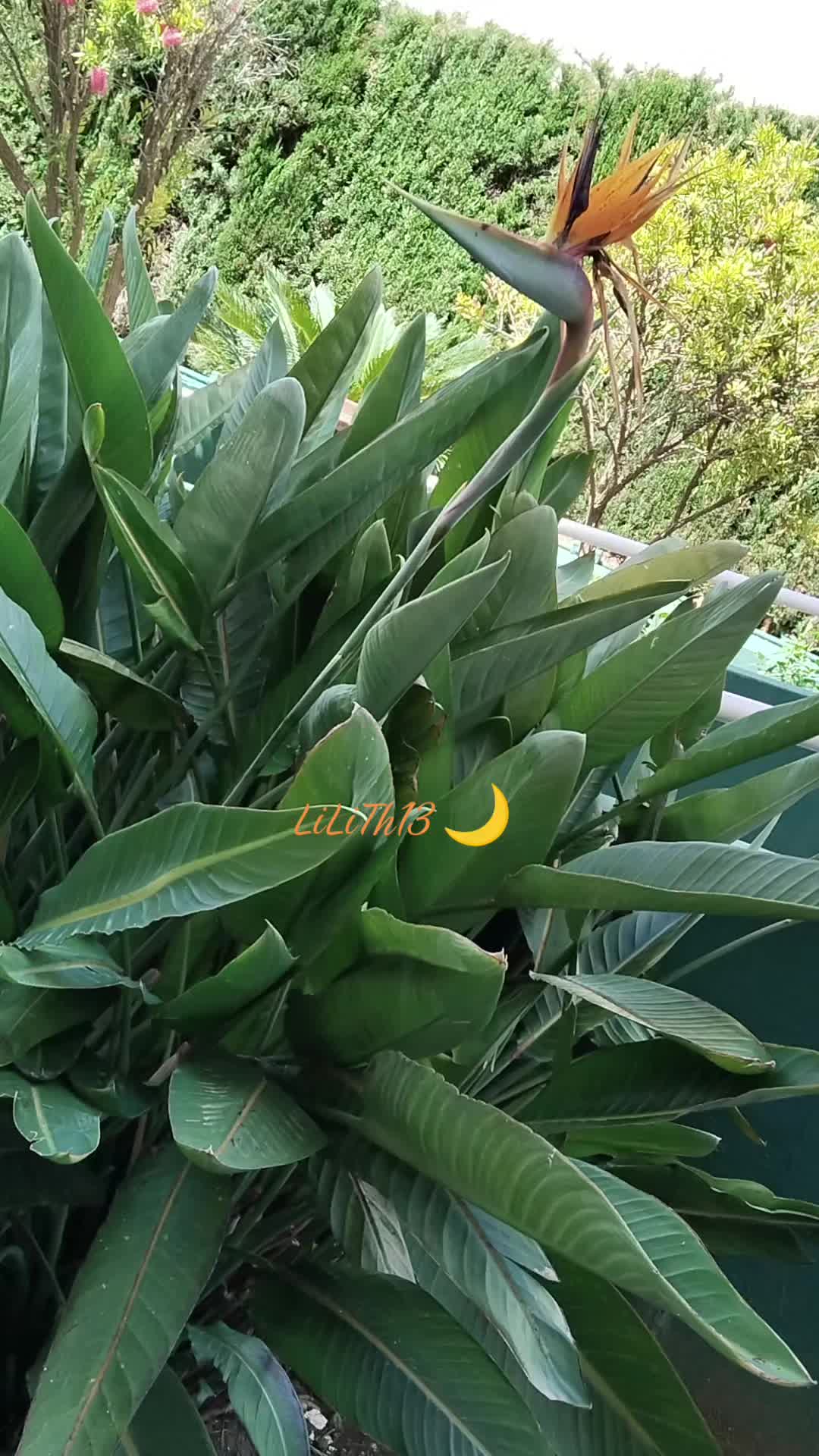 @Lilith13