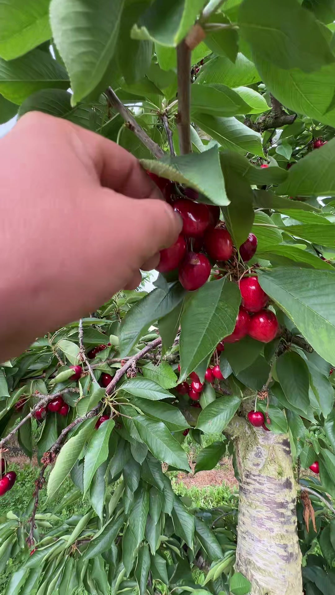@PuȘcAș 💣💚