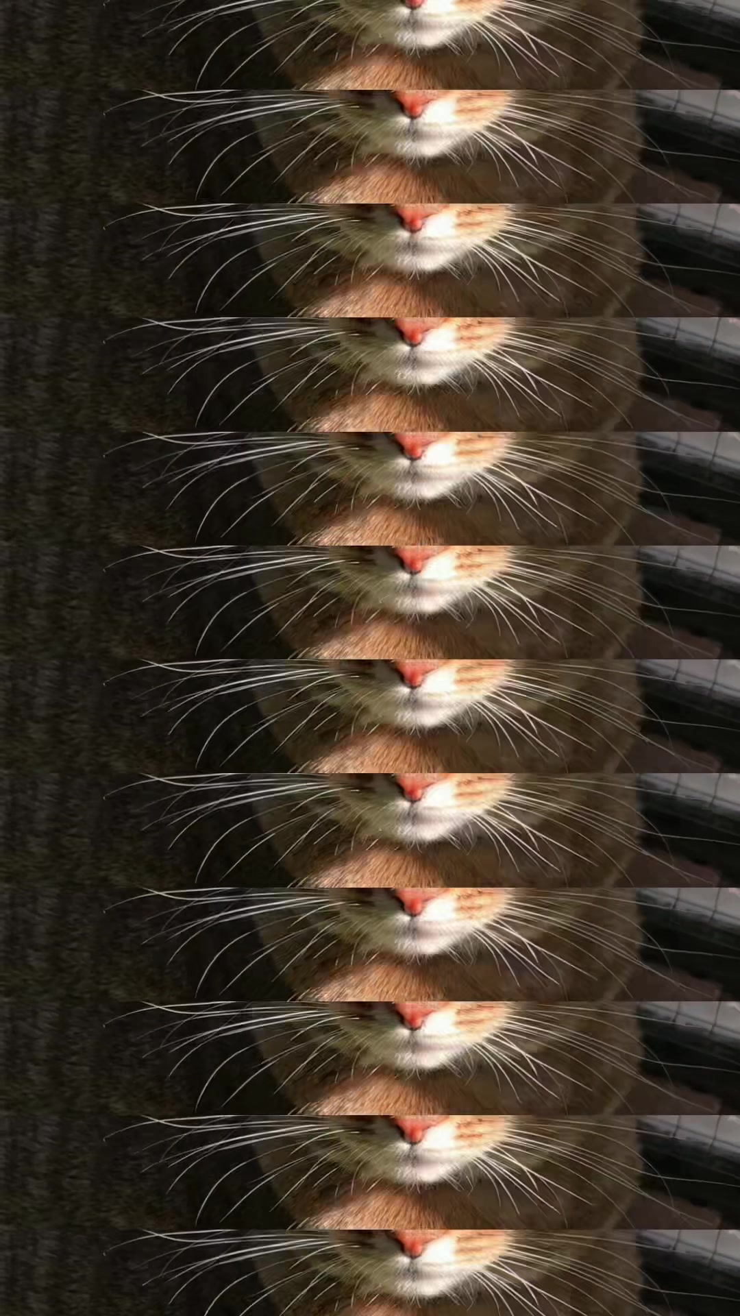 @𝐈𝐛𝐨𝐥𝐲𝐚 🐆