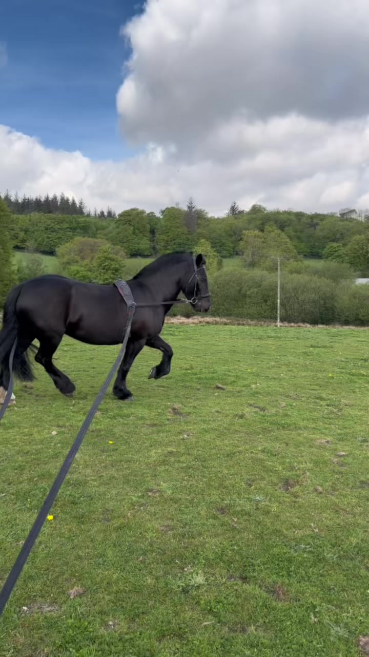@Dartmoor Carriages