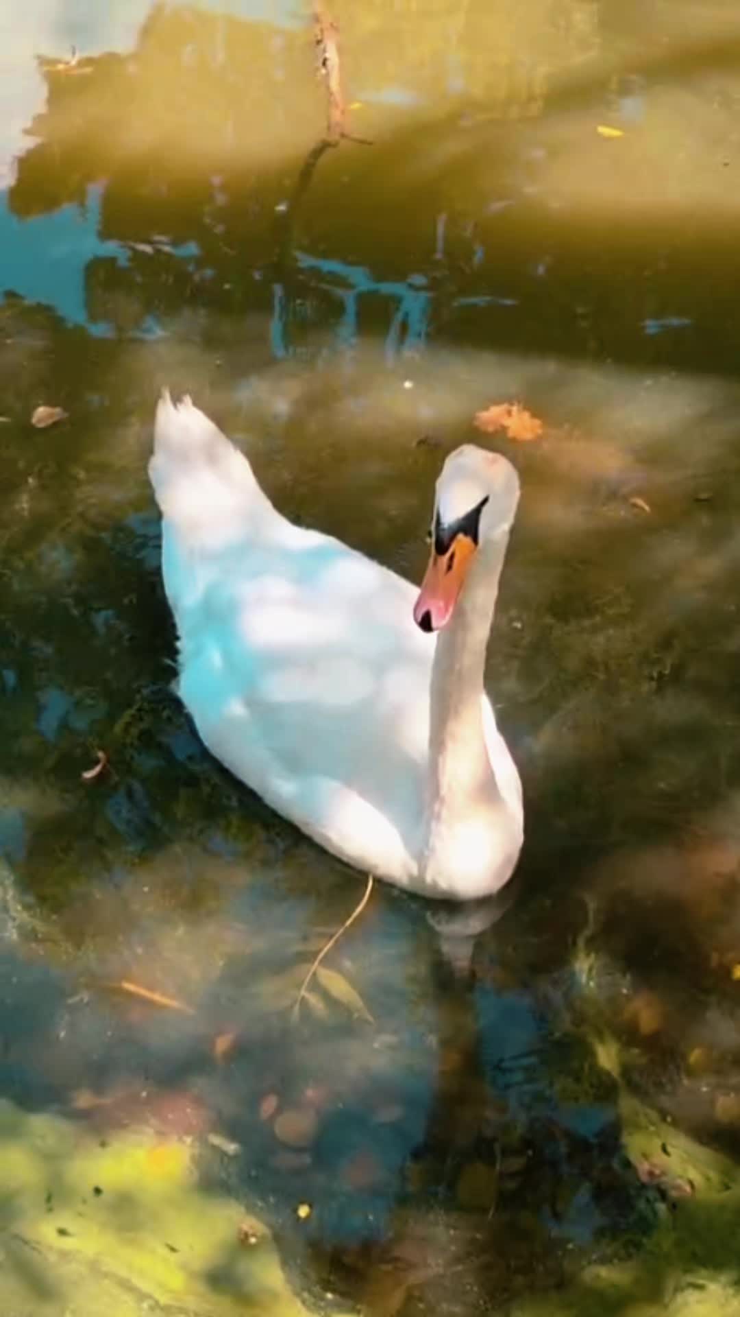 @parkwächter_bill