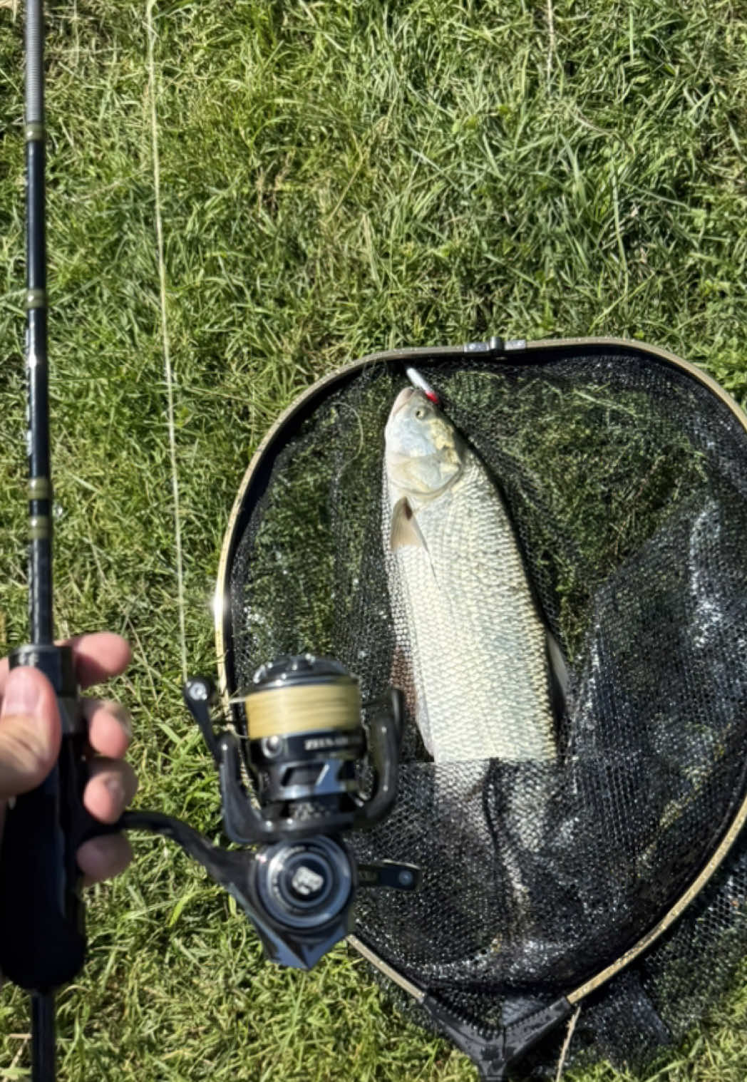 @FE_FISH