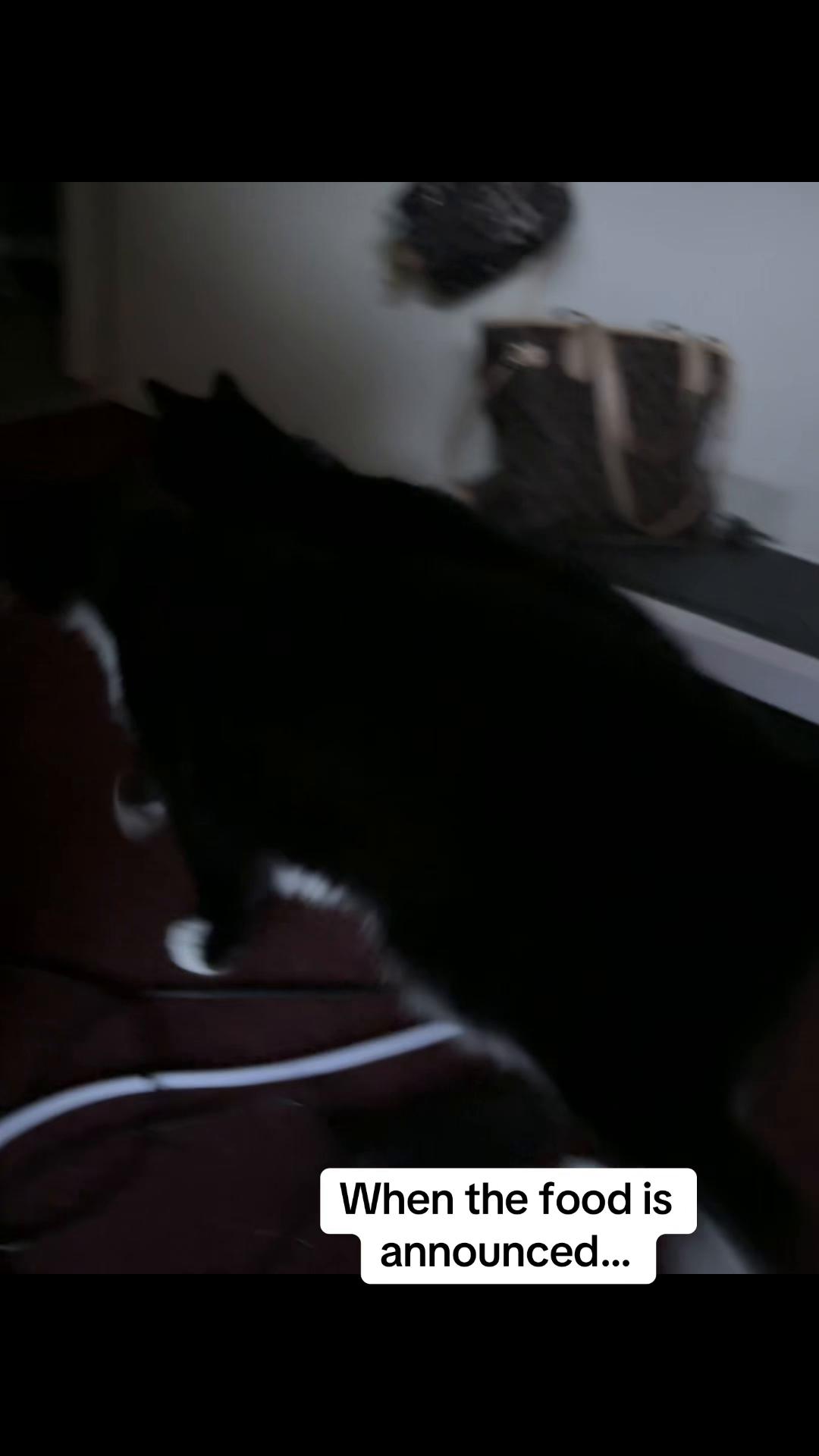 @Em feat. Mister & Mimi (cats)