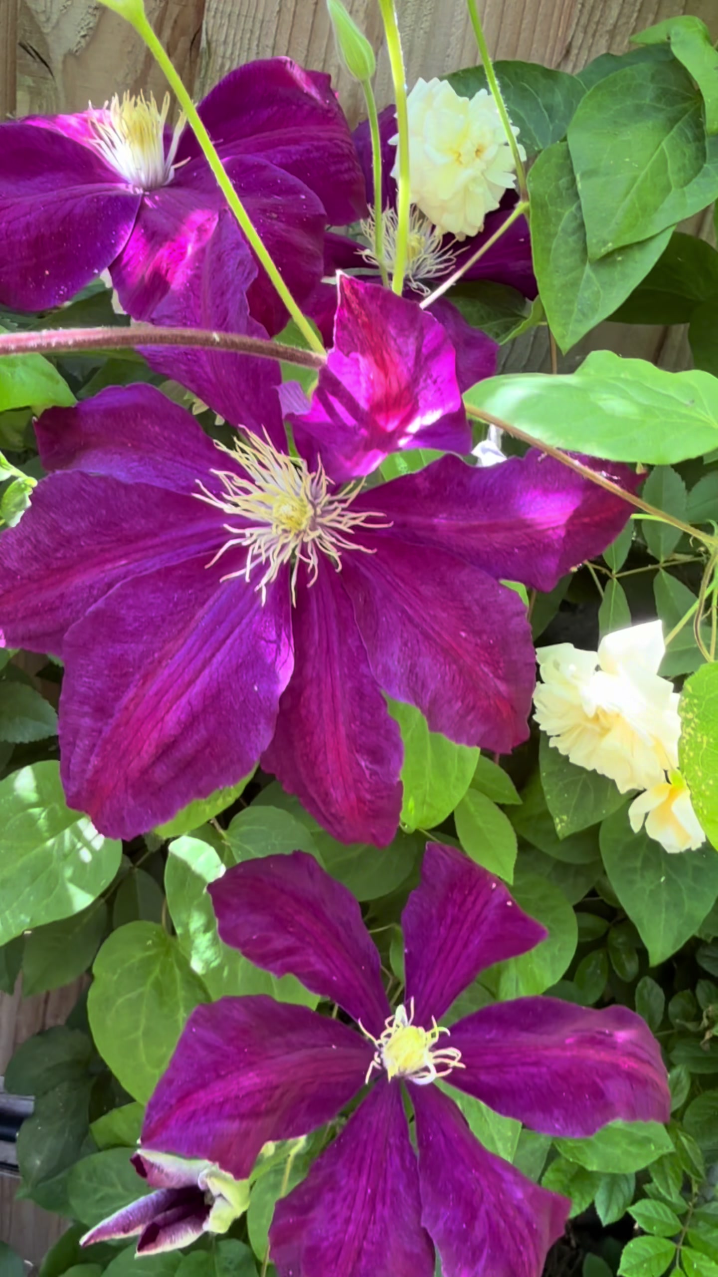 @#gardenerben