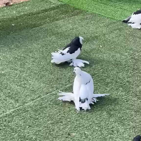 @Pigeon London