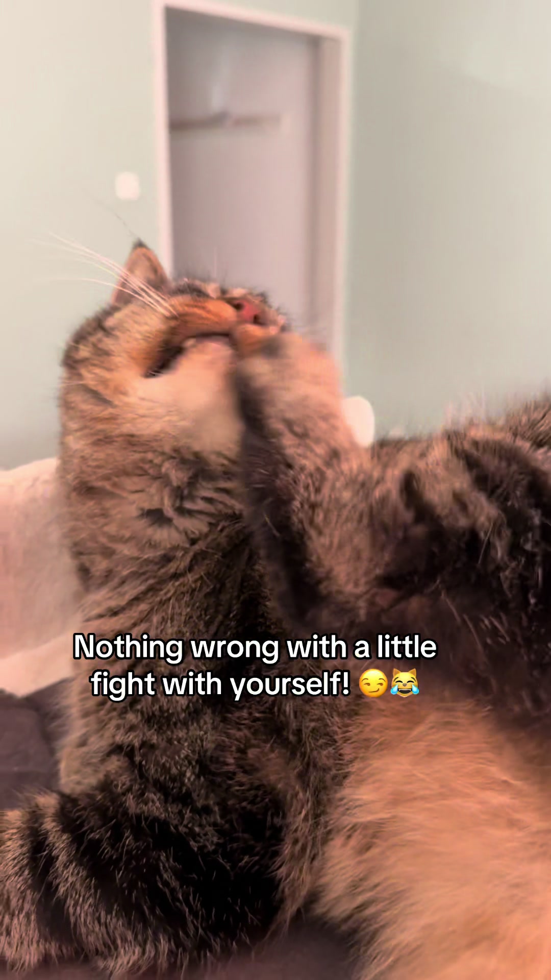 @Joep_the_ rescuecat