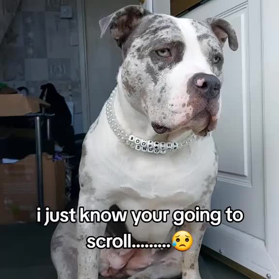 @kirsty+starlight the xl bully
