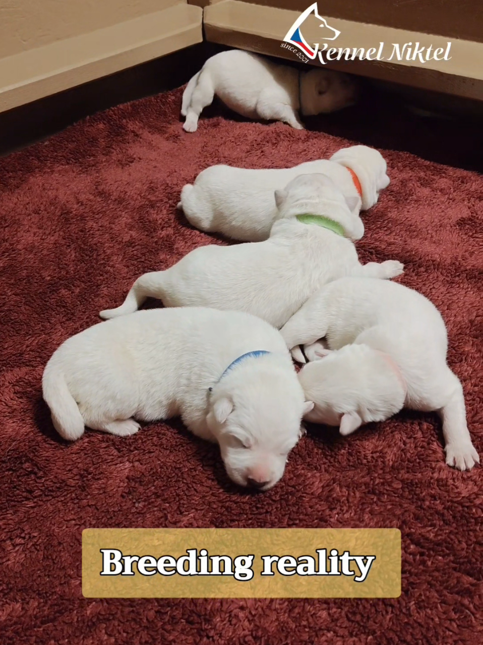 @Kennel Niktel
