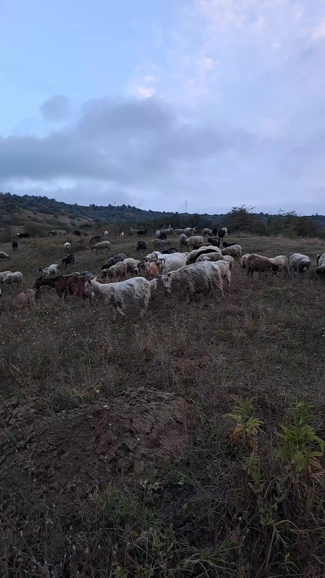 @Dascãlu Flöriñ