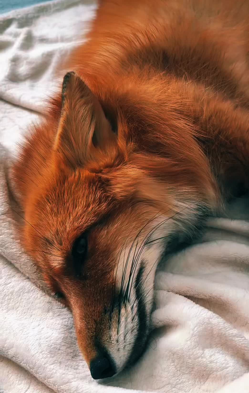@𓃦𝒯𝒽ℯ 𝒩𝒶𝓊ℊ𝒽𝓉𝓎 ℱℴ𝓍 𓃦