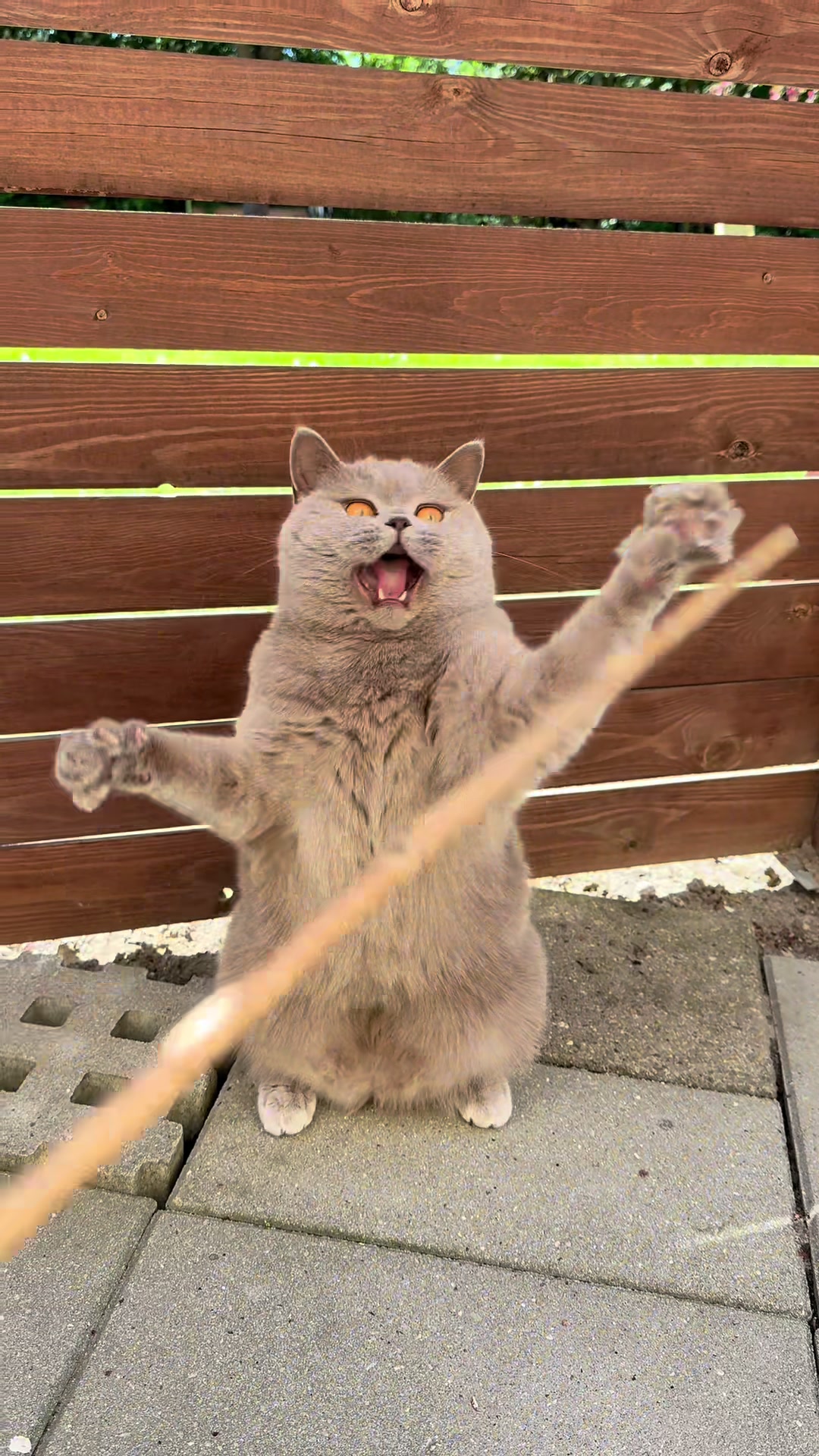 @Purrpawspals โจ