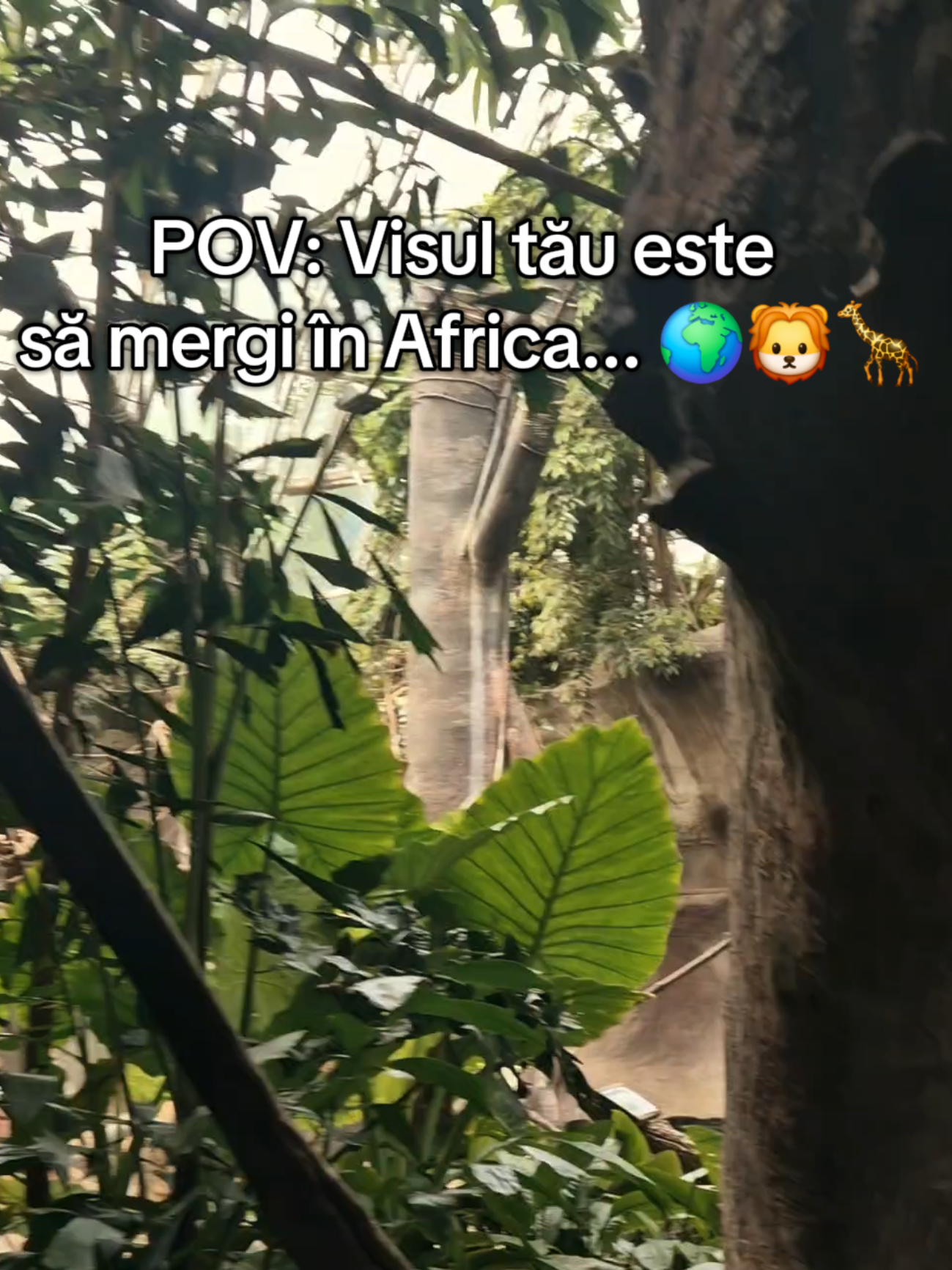 @Adina Manda