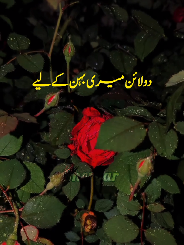 @sheryar