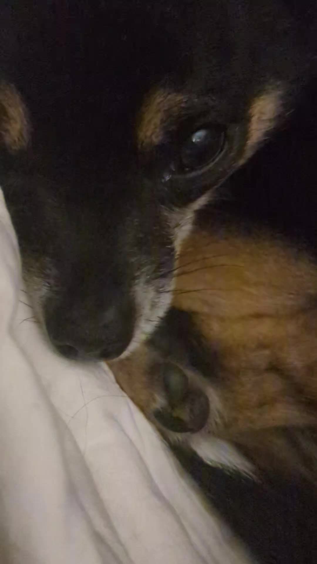 @Casper the Chichi 🐾